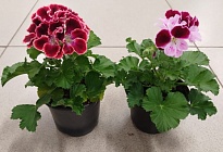 Пеларгония гранд. Аристо микс (ОЗ) d13 8шт