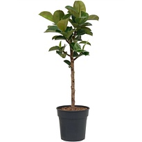 Фикус Клое стэм d21 h95 1шт