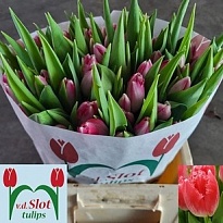 Тюльпан Fr Uliana 50шт