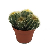 Эриокактус Вараси d10 h15 10шт