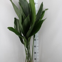 Аспидистра Элатиор d17 h80 6шт