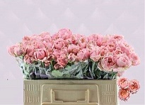 Роза кустовая дл.50 5 шт