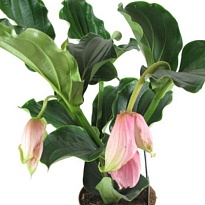 Мединилла Магнифика d17 h55 6шт