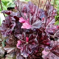 Гейхера гибридная Миднайт Роуз 1шт