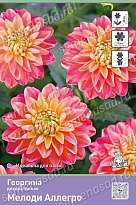 Георгина декоративная Мелоди Аллегро 1шт