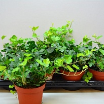 Хедера Хеликс Вандер d12 h35 10шт