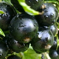 Смородина Пигмей (ЗКС) 2л 1шт
