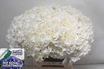 Гортензия Allure дл.60 d23 1шт