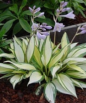 Хоста Ремембер Ми 1шт*