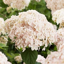 Гортензия (Hydrangea) древ.Кандибелле Маршмеллоу d9 h40 18шт