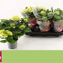 Гортензия Макр. Вуду d15 h40 3шт