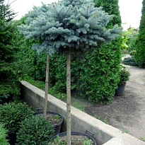 Ель (Picea) колючая Глаука Глобоза штамб 3л h80 1шт