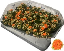 Каланхое Каландива Агнес d8 h15 20шт