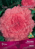 Бегония бахромчатая Пинк 5/6 1шт