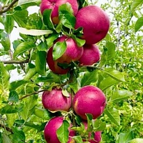 Яблоня колон. Джин/подвой 54-118 полукарл/С