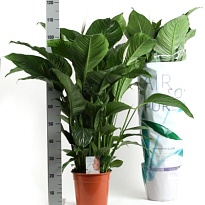Спатифиллум Лауретта d21 h105 1шт