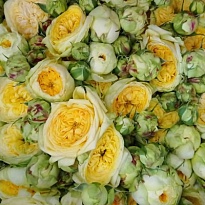 Роза Пиони Баблс кустовая (МЦ) дл.50 10шт/уп