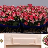 Роза кустовая Fireworks дл.50 10шт