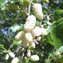 Шелковица белая Альба (ЗКС) 2л 1шт