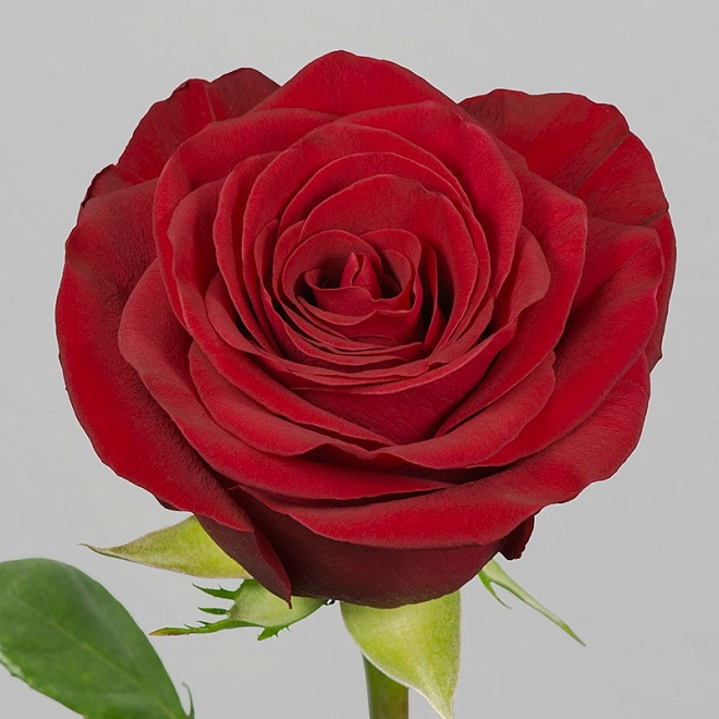 Роза E.q.r. Ecuatoroses Finally дл.40 25шт