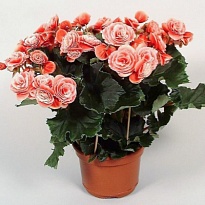 Бегония Бориас d14 h30 6шт