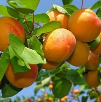 Абрикос Россиянин/С 1шт