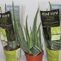 Алоэ Вера d14 h45 4шт