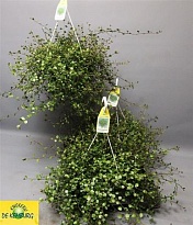 Мюленбекия Маори Ханг d22 h25 3шт