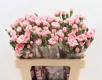 Гвоздика кустовая Rascal Pink 10шт