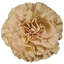 Гвоздика Ambar 20шт