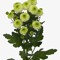 Хризантема Сантини Ferry 25шт