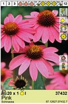 Эхинацея Розовая 1шт*