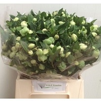 Хелеборус Magnificent Bells 5шт