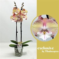 Орхидея Фален. Тина (Биг Липс) 1ст d12 h50 10шт