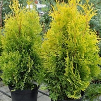 Туя (Thuja) западная Голден Смарагд 15л h60-80 1шт