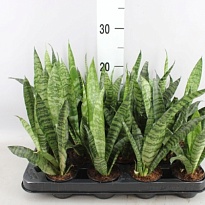 Сансевиерия Блэк Корал d7 h20 16шт