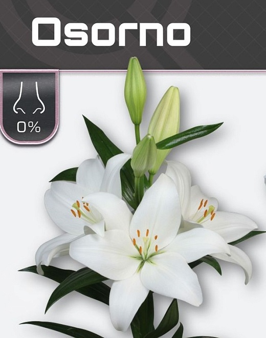 Лилия La Osorno 4+ 10шт