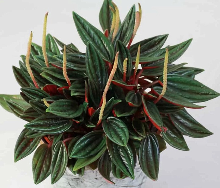 Пеперомия Россо d10 8шт