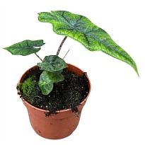 Алоказия Суматра Жаклин d10 h15 1шт