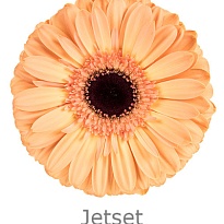 Гербера Jetset 50 шт