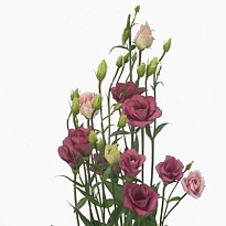 Эустома Doublini Pink 10шт