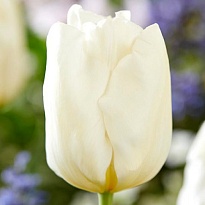 Тюльпан Кобла 10шт