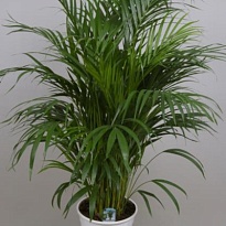 Арека d24 h135 1шт