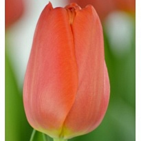 Тюльпан Orange Juice 10шт