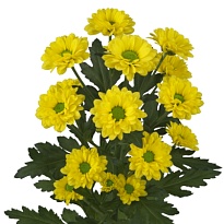 Хризантема сантини Skippy 25шт