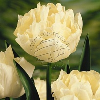 Тюльпан Do Verona 50шт 