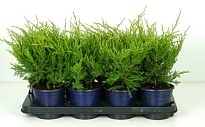 Можжевельник (Juniperus) средний Пфитцериана Глаука d9 h20 18шт