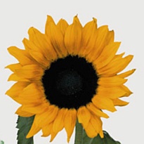 Подсолнух Much Sunflowers дл.70 10шт