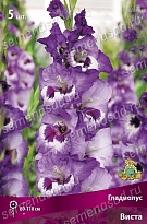 Гладиолус Виста 10/12 5шт