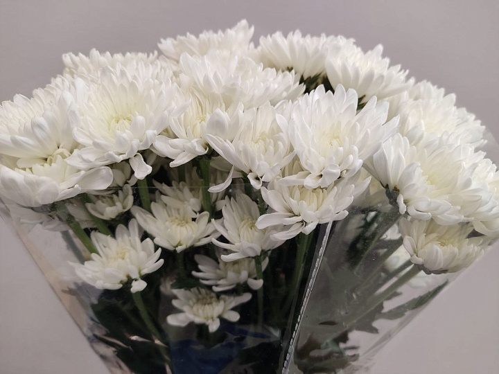 Хризантема куст. Altaj (К) дл.70 10шт